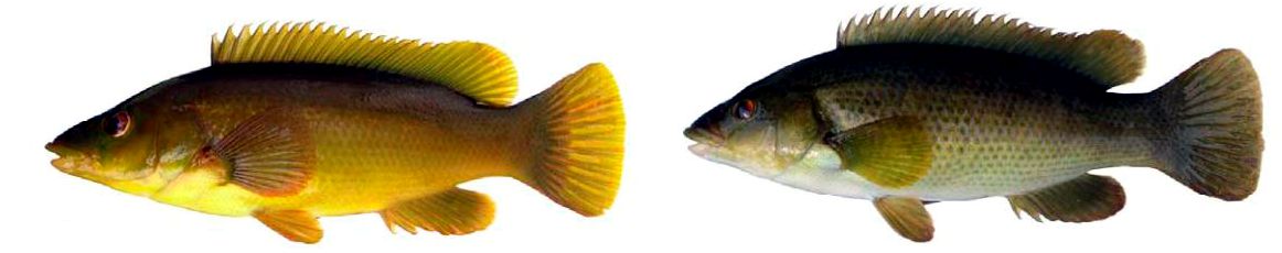 Labrus bergylta_007